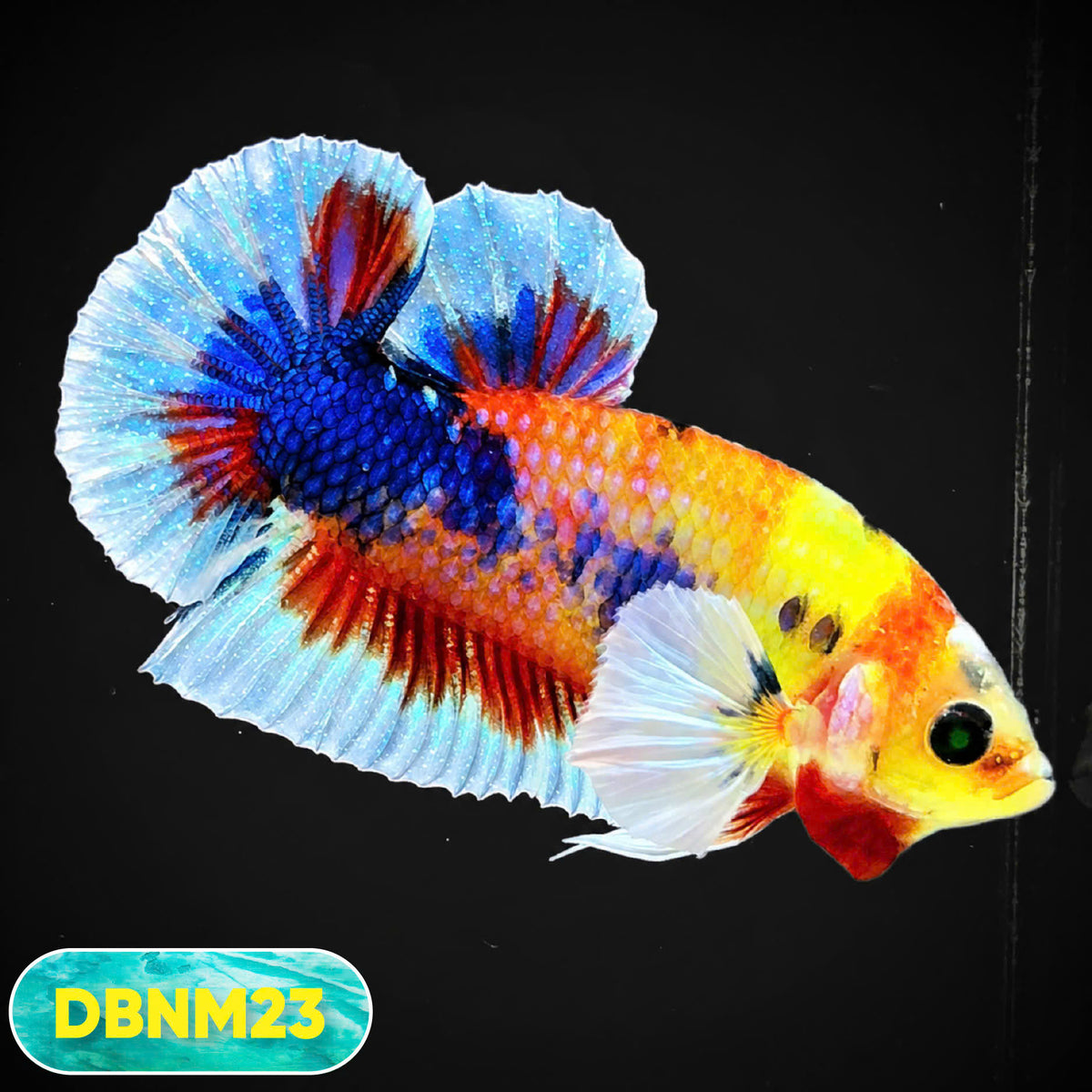 Dumbo Neno Neon Plakat Male Betta Fish | Neon Betta | You Pick Fish