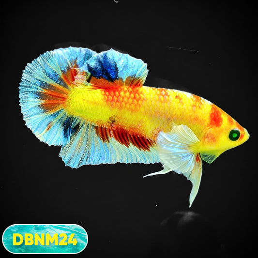 Dumbo Neno Neon Plakat Male Betta Fish | Neon Betta | You Pick Fish