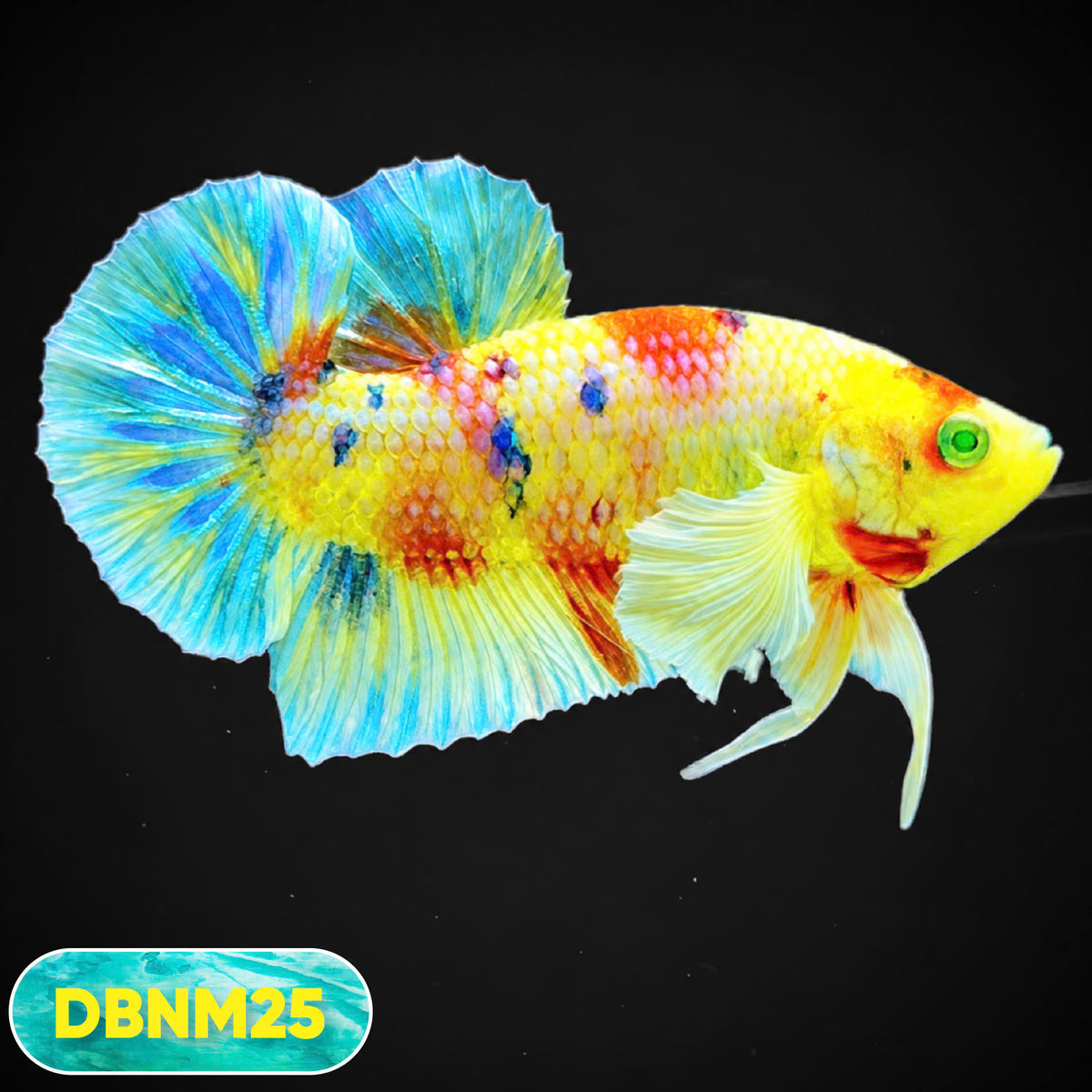 Dumbo Neno Neon Plakat Male Betta Fish | Neon Betta | You Pick Fish