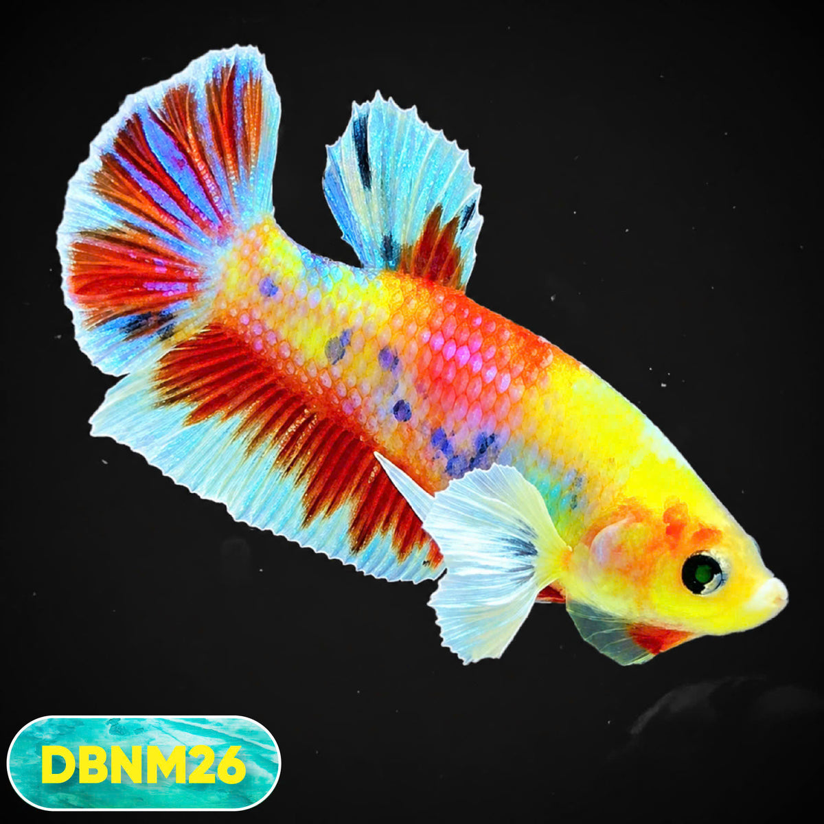 Dumbo Neno Neon Plakat Male Betta Fish | Neon Betta | You Pick Fish