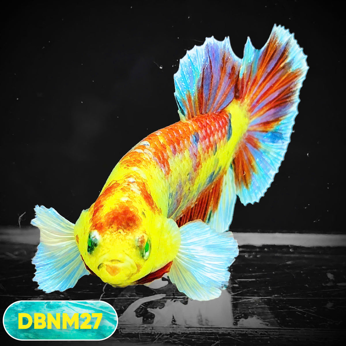 Dumbo Neno Neon Plakat Male Betta Fish | Neon Betta | You Pick Fish