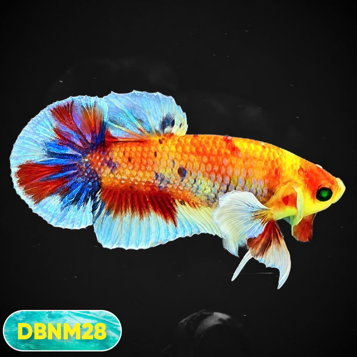 Dumbo Neno Neon Plakat Male Betta Fish | Neon Betta | You Pick Fish