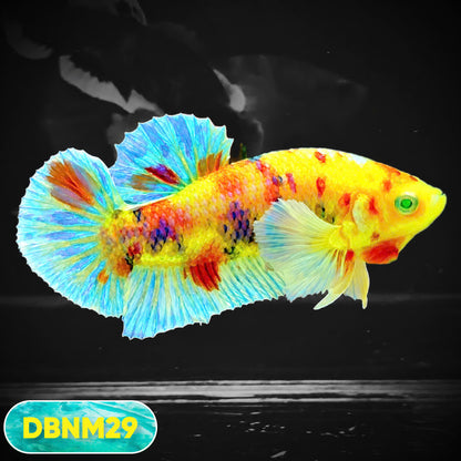 Dumbo Neno Neon Plakat Male Betta Fish | Neon Betta | You Pick Fish