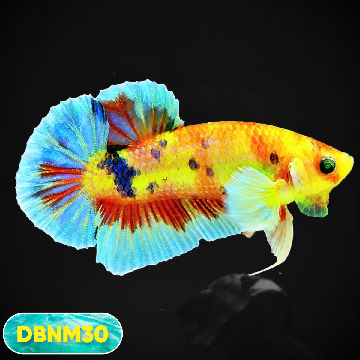 Dumbo Neno Neon Plakat Male Betta Fish | Neon Betta | You Pick Fish