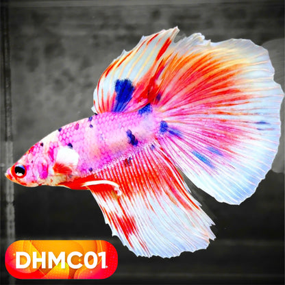 Multicolor Halfmoon Male Betta Fish | High Grade | Order Directly From Farm |  You Pick Fish |