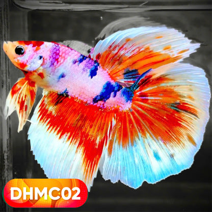 Multicolor Halfmoon Male Betta Fish | High Grade | Order Directly From Farm |  You Pick Fish |