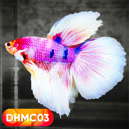 Multicolor Halfmoon Male Betta Fish | High Grade | Order Directly From Farm |  You Pick Fish |