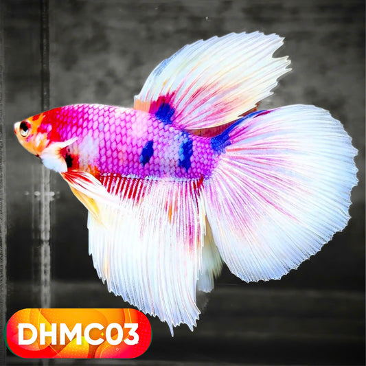 Multicolor Halfmoon Male Betta Fish | High Grade | Order Directly From Farm |  You Pick Fish |
