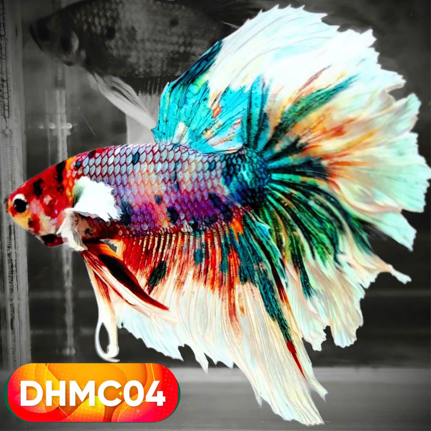 Multicolor Halfmoon Male Betta Fish | High Grade | Order Directly From Farm |  You Pick Fish |