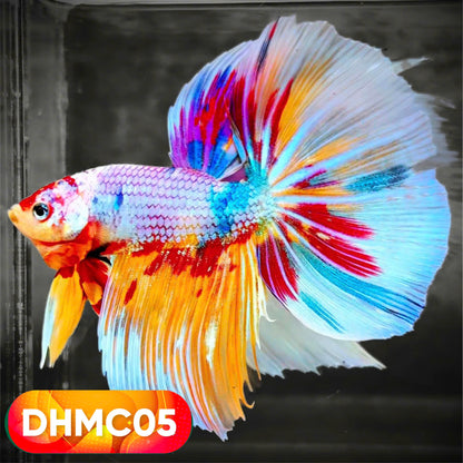 Multicolor Halfmoon Male Betta Fish | High Grade | Order Directly From Farm |  You Pick Fish |