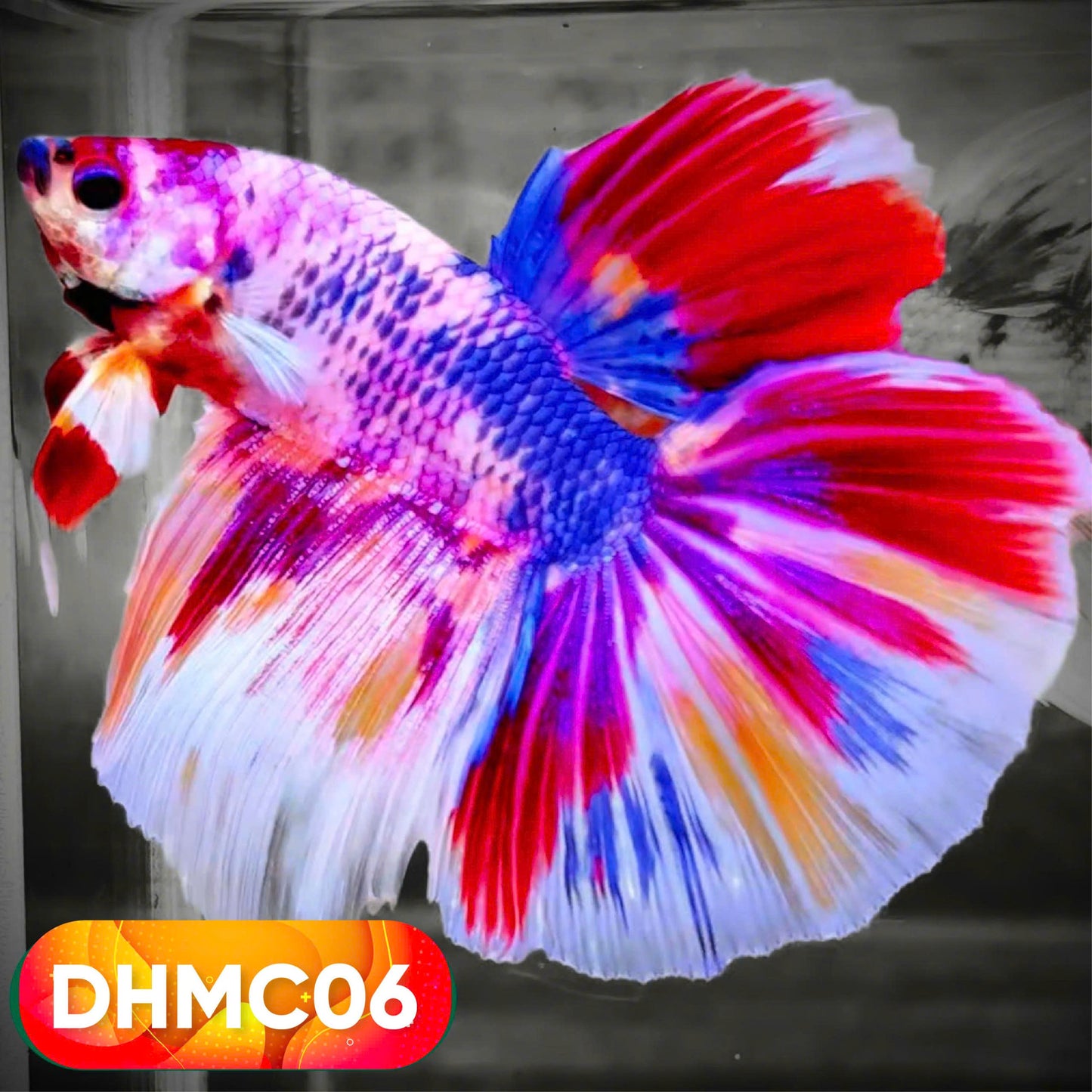 Multicolor Halfmoon Male Betta Fish | High Grade | Order Directly From Farm |  You Pick Fish |