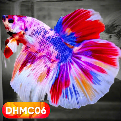 Multicolor Halfmoon Male Betta Fish | High Grade | Order Directly From Farm |  You Pick Fish |
