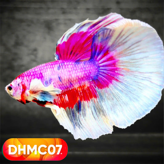 Multicolor Halfmoon Male Betta Fish | High Grade | Order Directly From Farm |  You Pick Fish |