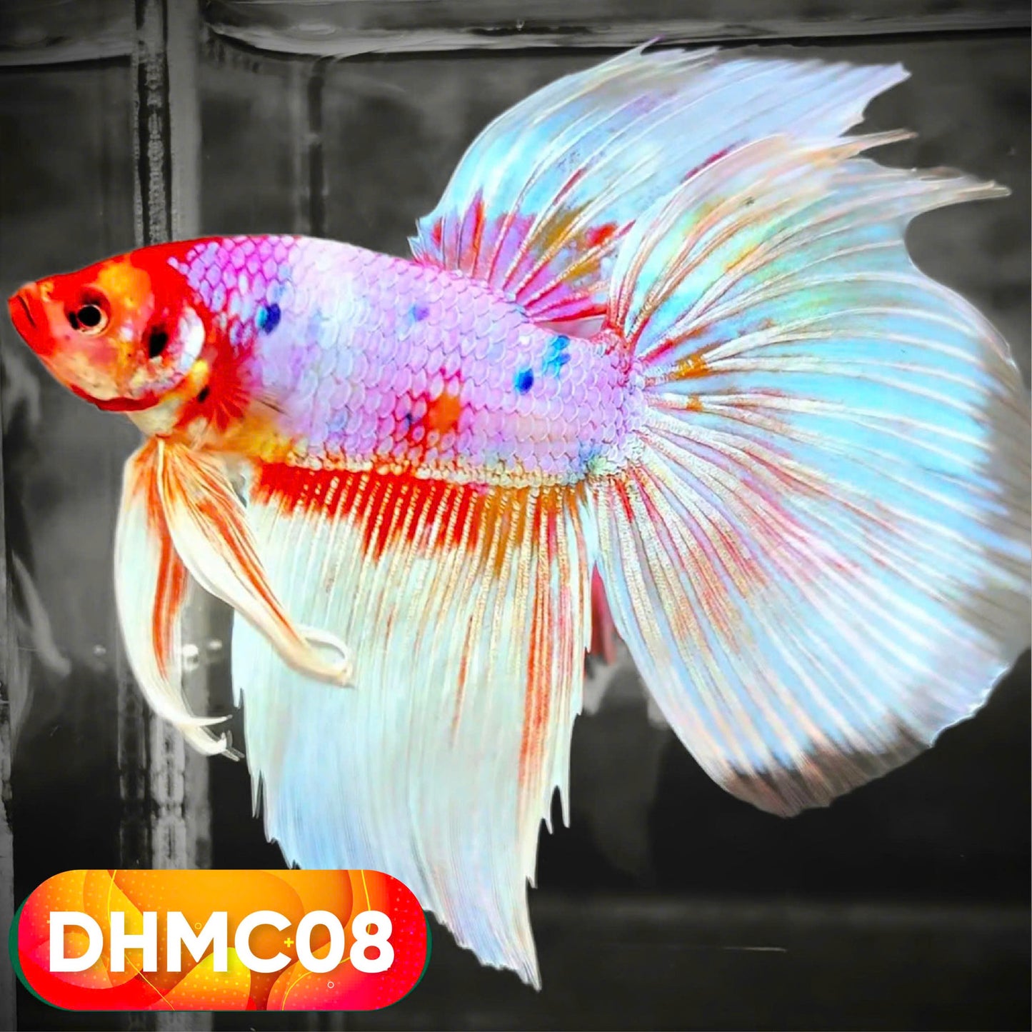 Multicolor Halfmoon Male Betta Fish | High Grade | Order Directly From Farm |  You Pick Fish |