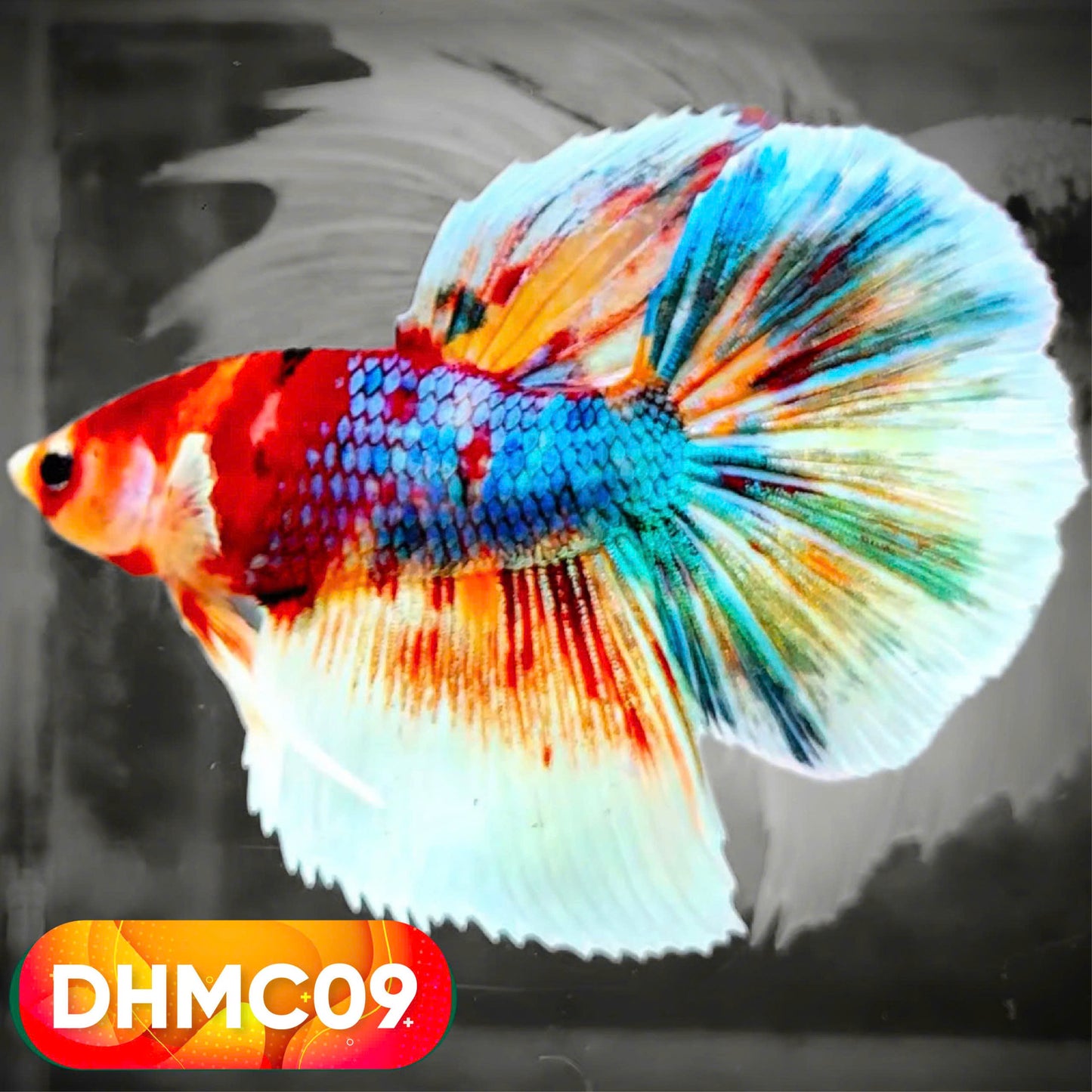 Multicolor Halfmoon Male Betta Fish | High Grade | Order Directly From Farm |  You Pick Fish |