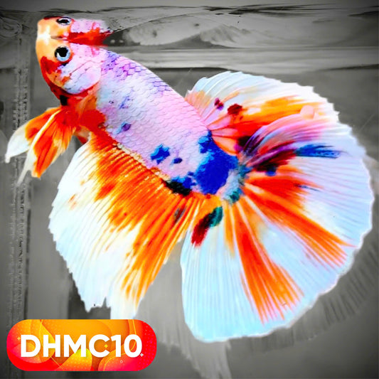 Multicolor Halfmoon Male Betta Fish | High Grade | Order Directly From Farm |  You Pick Fish |