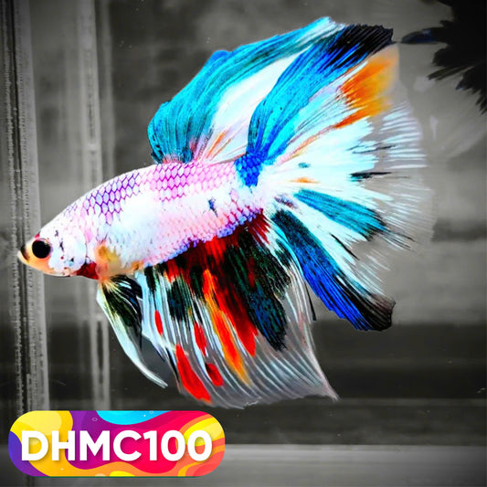Multicolor Halfmoon Male Betta Fish | Order Directly From Farm | You Pick Fish