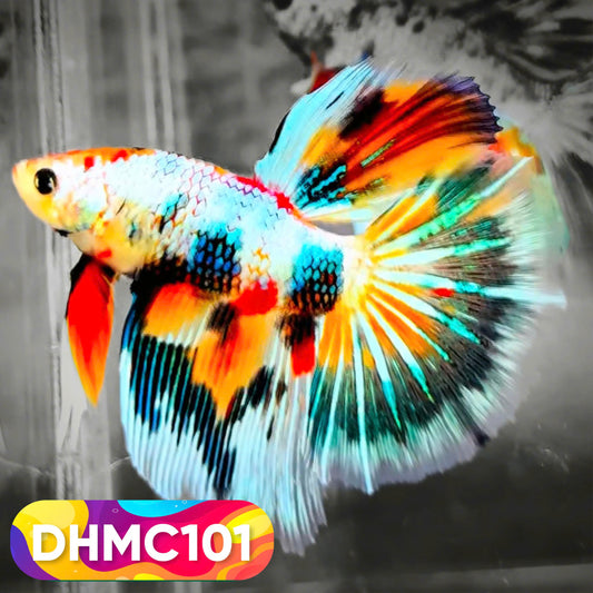 Multicolor Halfmoon Male Betta Fish | Order Directly From Farm | You Pick Fish