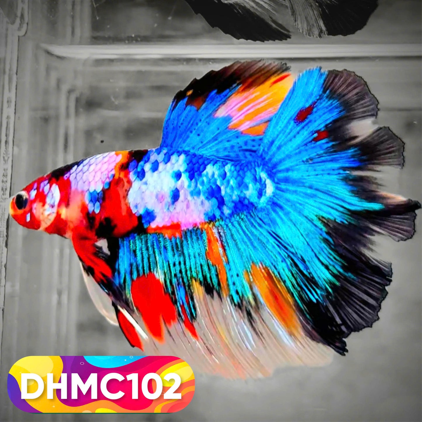 Multicolor Halfmoon Male Betta Fish | Order Directly From Farm | You Pick Fish
