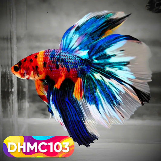 Multicolor Halfmoon Male Betta Fish | Order Directly From Farm | You Pick Fish