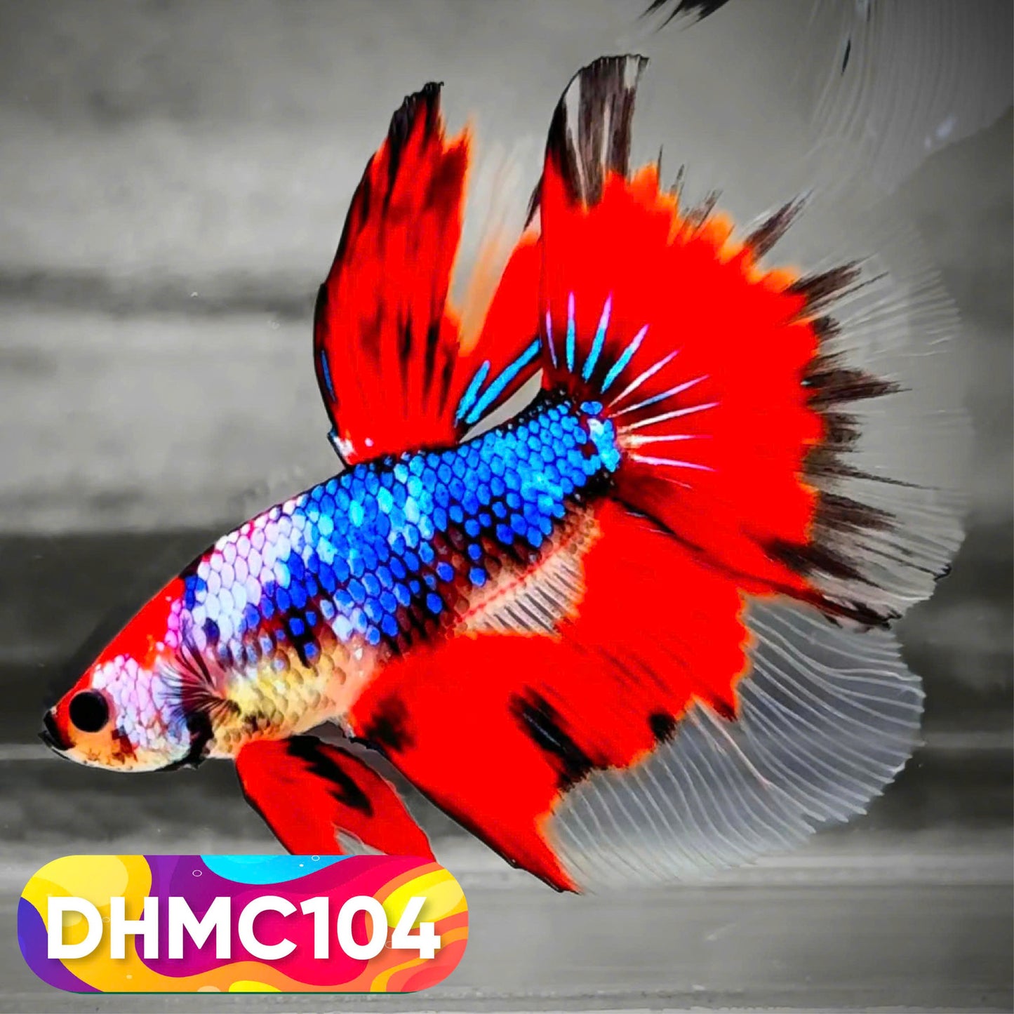 Multicolor Halfmoon Male Betta Fish | Order Directly From Farm | You Pick Fish