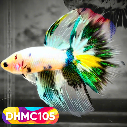 Multicolor Halfmoon Male Betta Fish | Order Directly From Farm | You Pick Fish