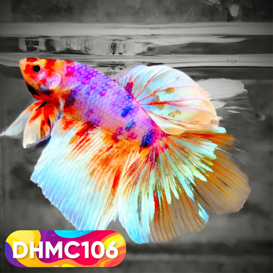 Multicolor Halfmoon Male Betta Fish | Order Directly From Farm | You Pick Fish
