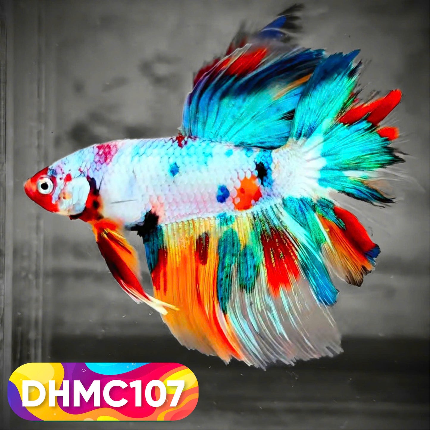 Multicolor Halfmoon Male Betta Fish | Order Directly From Farm | You Pick Fish