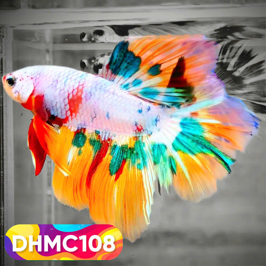 Multicolor Halfmoon Male Betta Fish | Order Directly From Farm | You Pick Fish