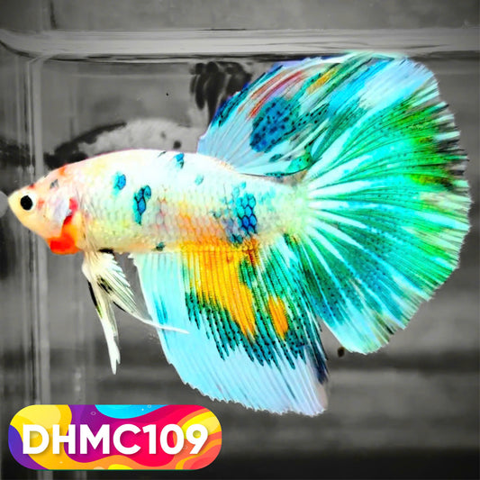 Multicolor Halfmoon Male Betta Fish | Order Directly From Farm | You Pick Fish