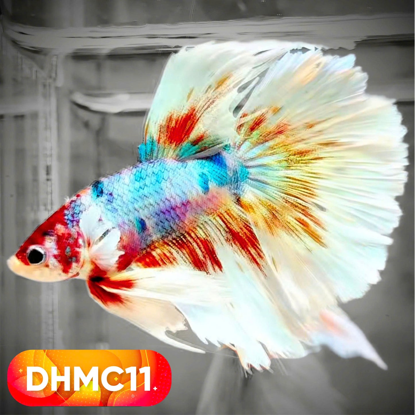 Multicolor Halfmoon Male Betta Fish | High Grade | Order Directly From Farm |  You Pick Fish |