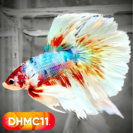Multicolor Halfmoon Male Betta Fish | High Grade | Order Directly From Farm |  You Pick Fish |