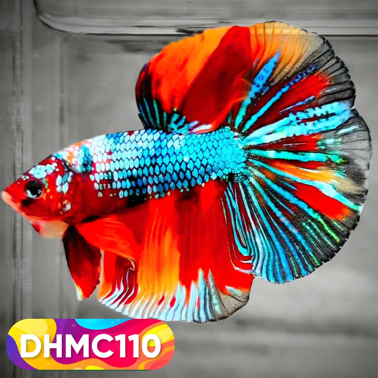 Multicolor Halfmoon Male Betta Fish | Order Directly From Farm | You Pick Fish