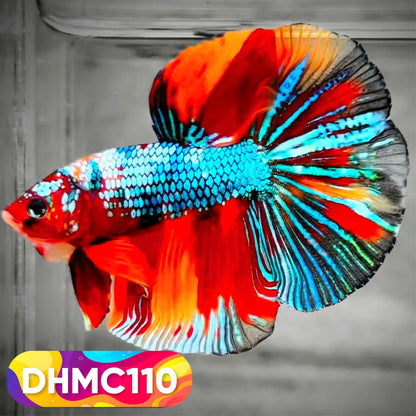 Multicolor Halfmoon Male Betta Fish | Order Directly From Farm | You Pick Fish