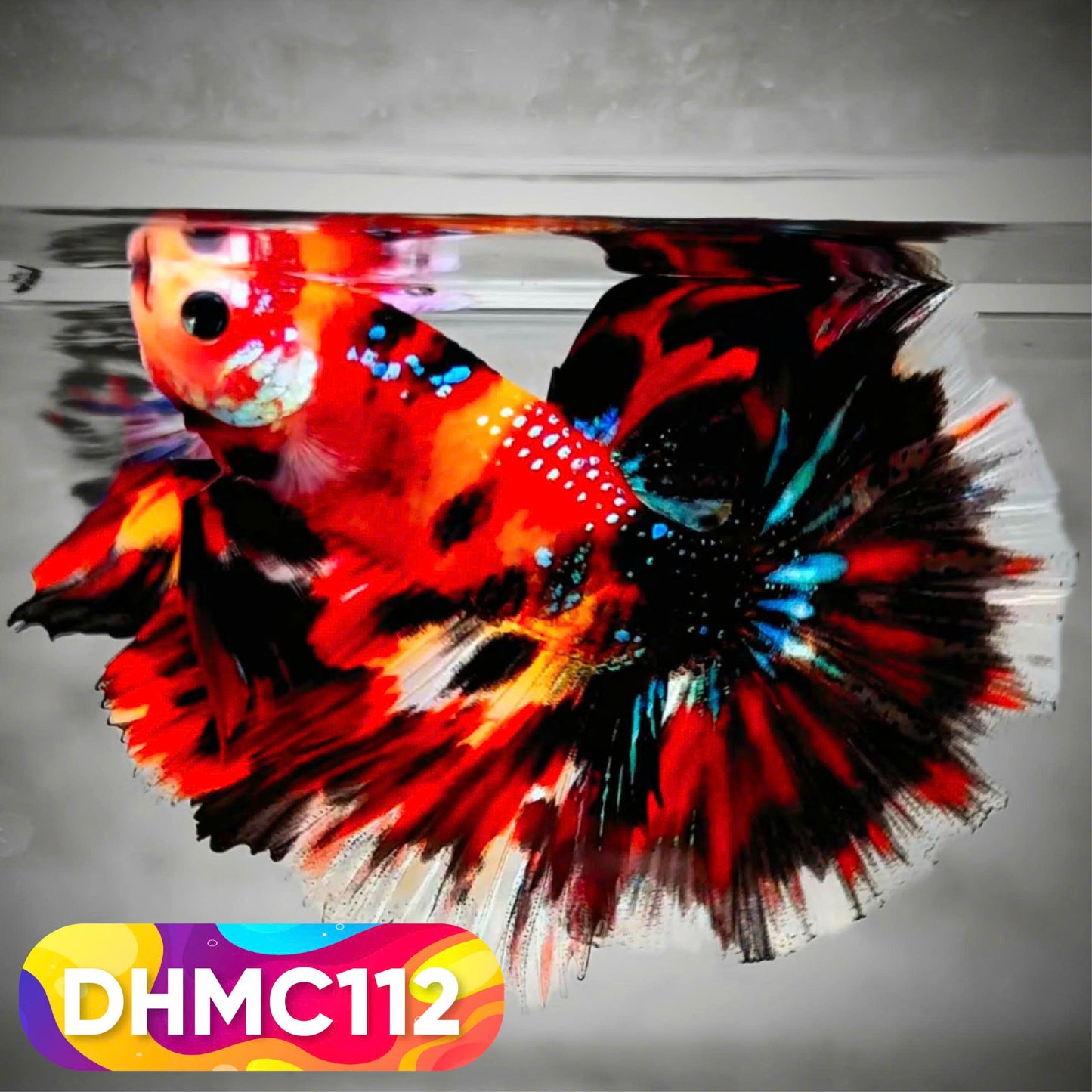 Multicolor Halfmoon Male Betta Fish | Order Directly From Farm | You Pick Fish