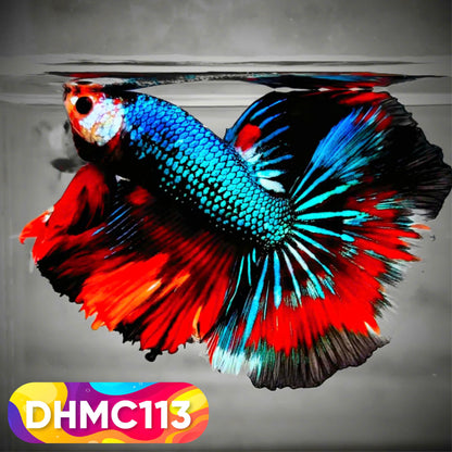 Multicolor Halfmoon Male Betta Fish | Order Directly From Farm | You Pick Fish