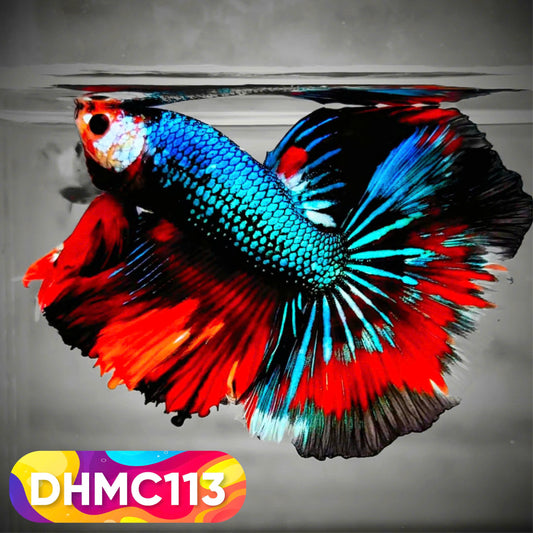 Multicolor Halfmoon Male Betta Fish | Order Directly From Farm | You Pick Fish