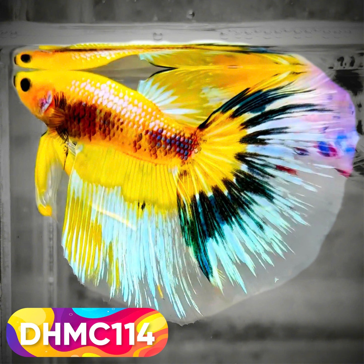 Multicolor Halfmoon Male Betta Fish | Order Directly From Farm | You Pick Fish