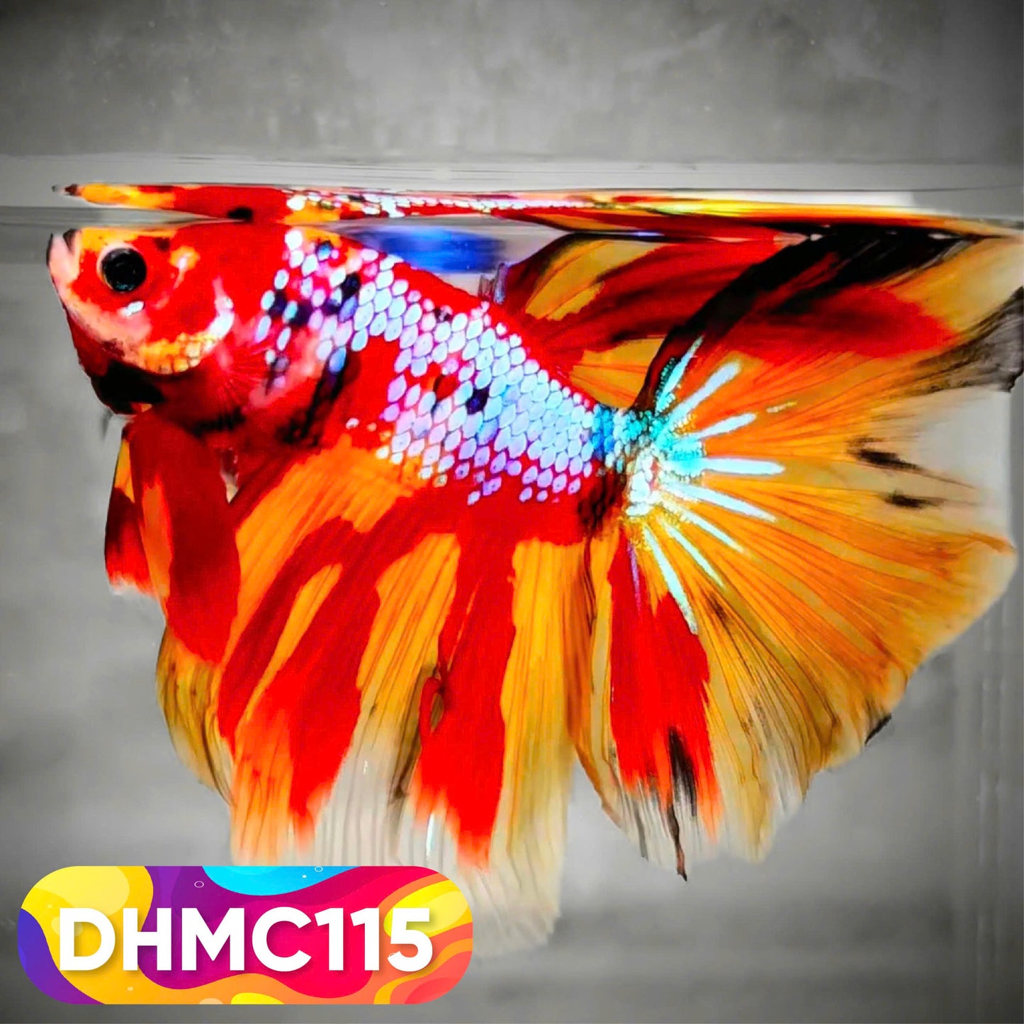 Multicolor Halfmoon Male Betta Fish | Order Directly From Farm | You Pick Fish