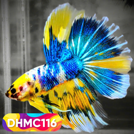 Multicolor Halfmoon Male Betta Fish | Order Directly From Farm | You Pick Fish