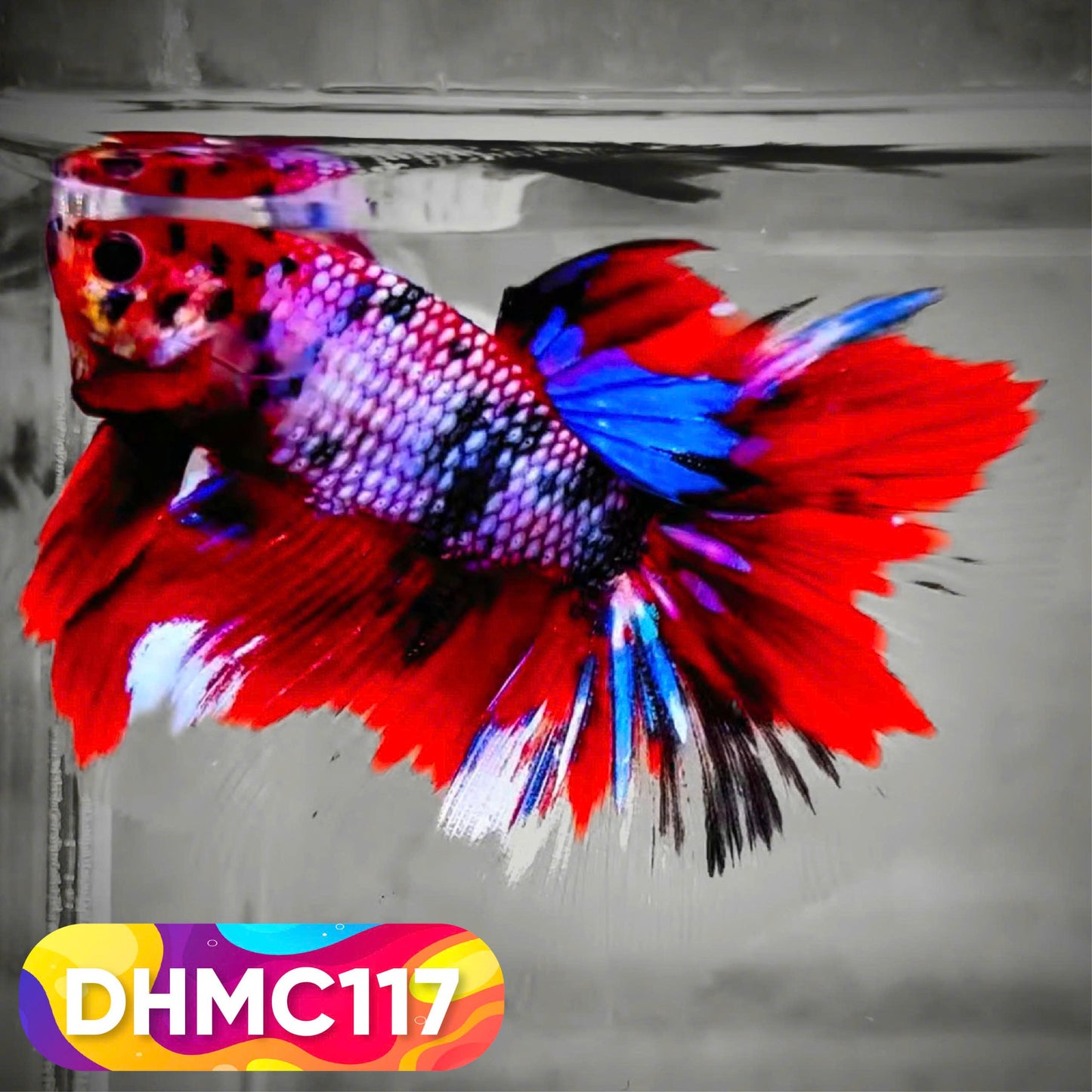 Multicolor Halfmoon Male Betta Fish | Order Directly From Farm | You Pick Fish