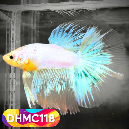 Multicolor Halfmoon Male Betta Fish | Order Directly From Farm | You Pick Fish