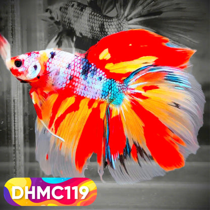 Multicolor Halfmoon Male Betta Fish | Order Directly From Farm | You Pick Fish
