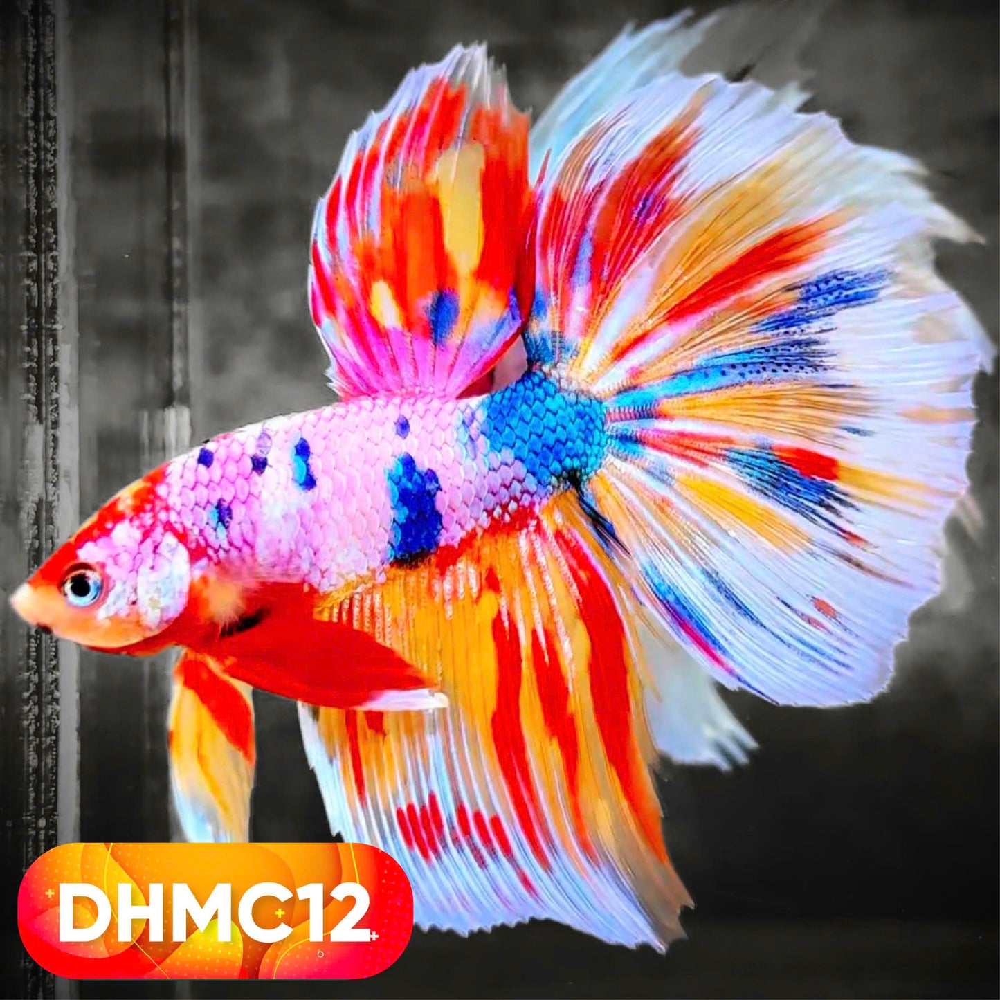 Multicolor Halfmoon Male Betta Fish | High Grade | Order Directly From Farm |  You Pick Fish |