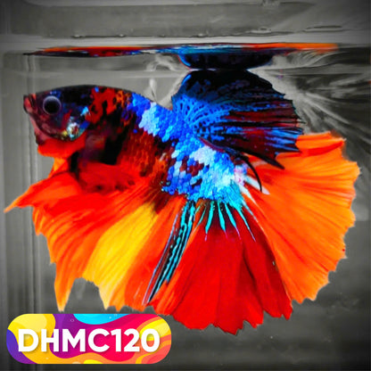 Multicolor Halfmoon Male Betta Fish | Order Directly From Farm | You Pick Fish
