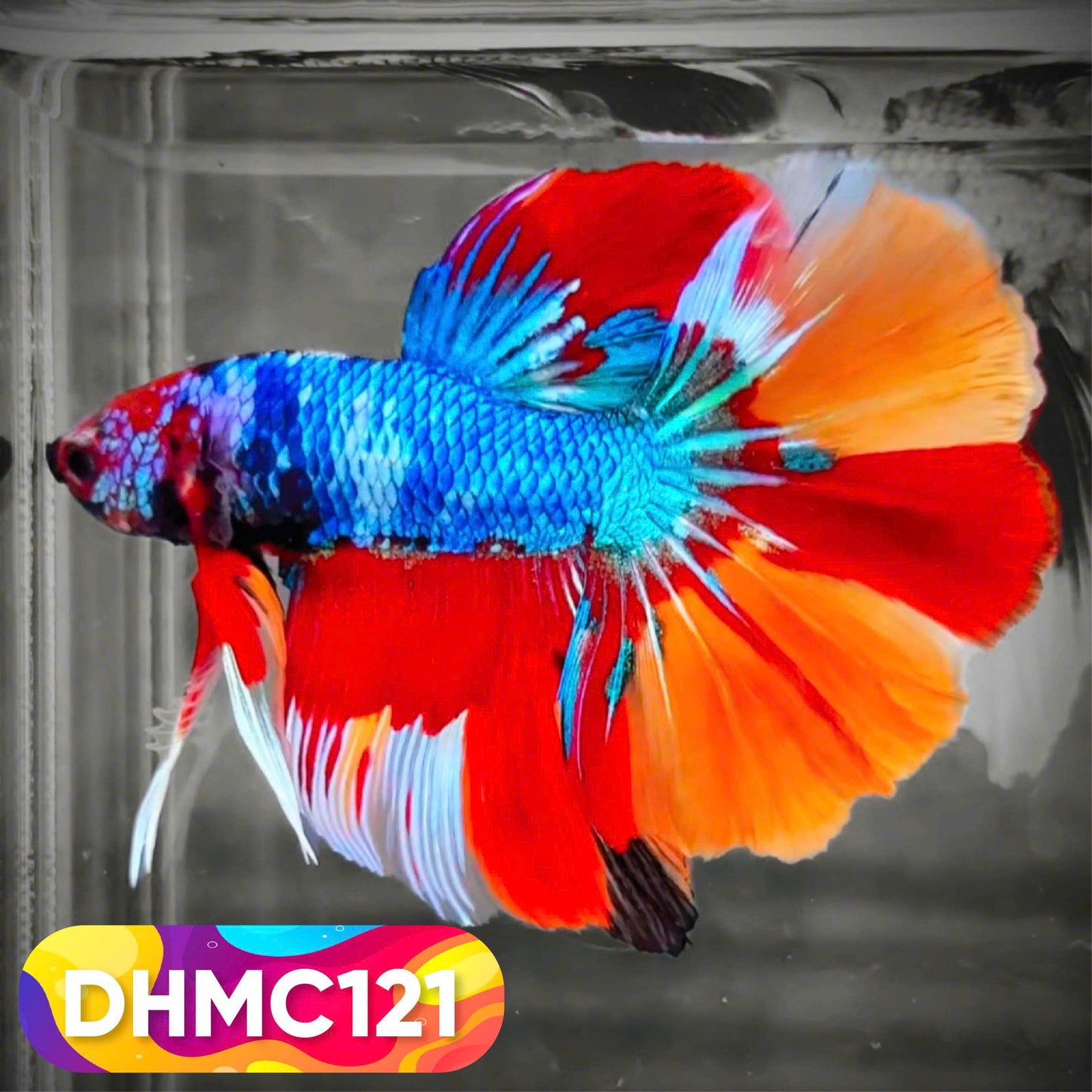 Multicolor Halfmoon Male Betta Fish | Order Directly From Farm | You Pick Fish