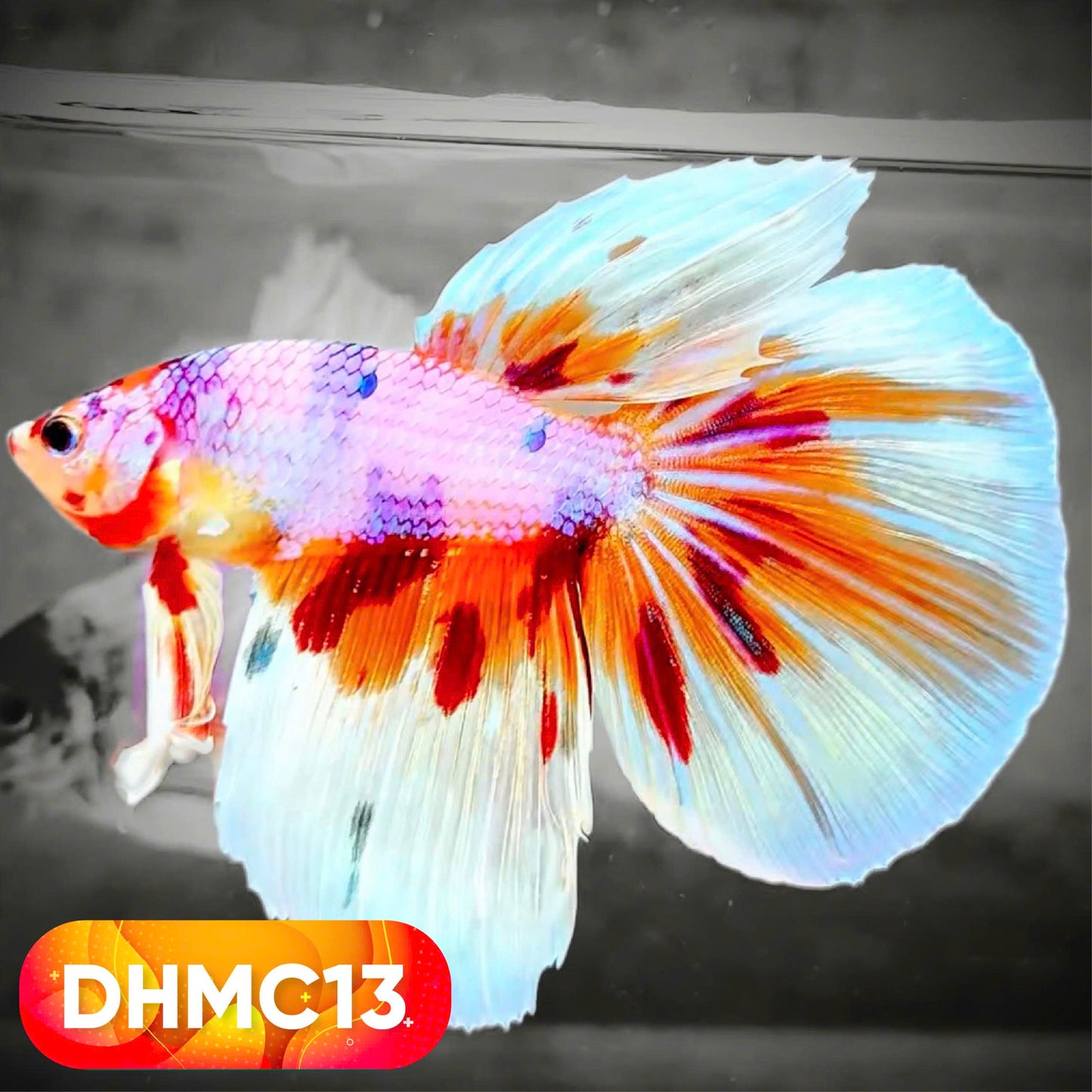 Multicolor Halfmoon Male Betta Fish | High Grade | Order Directly From Farm |  You Pick Fish |
