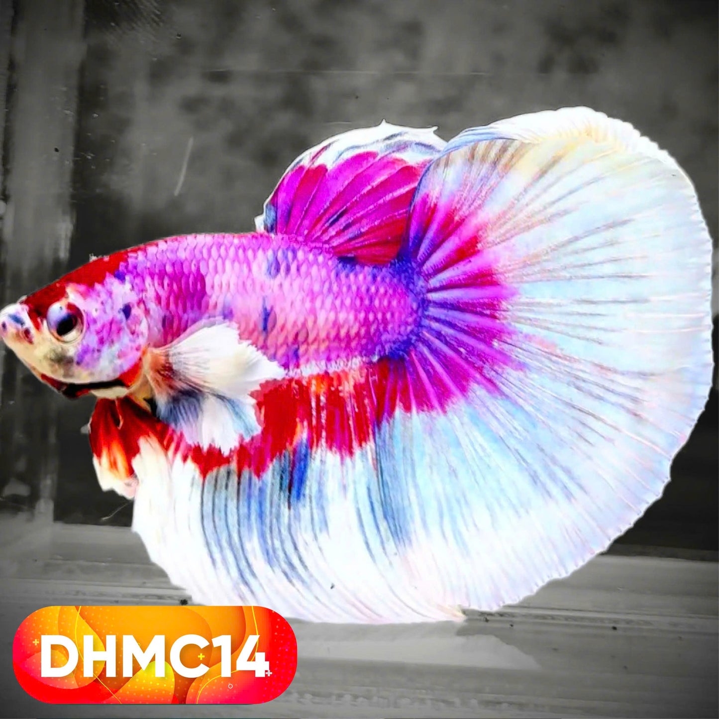 Multicolor Halfmoon Male Betta Fish | High Grade | Order Directly From Farm |  You Pick Fish |