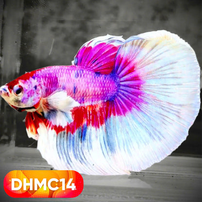 Multicolor Halfmoon Male Betta Fish | High Grade | Order Directly From Farm |  You Pick Fish |