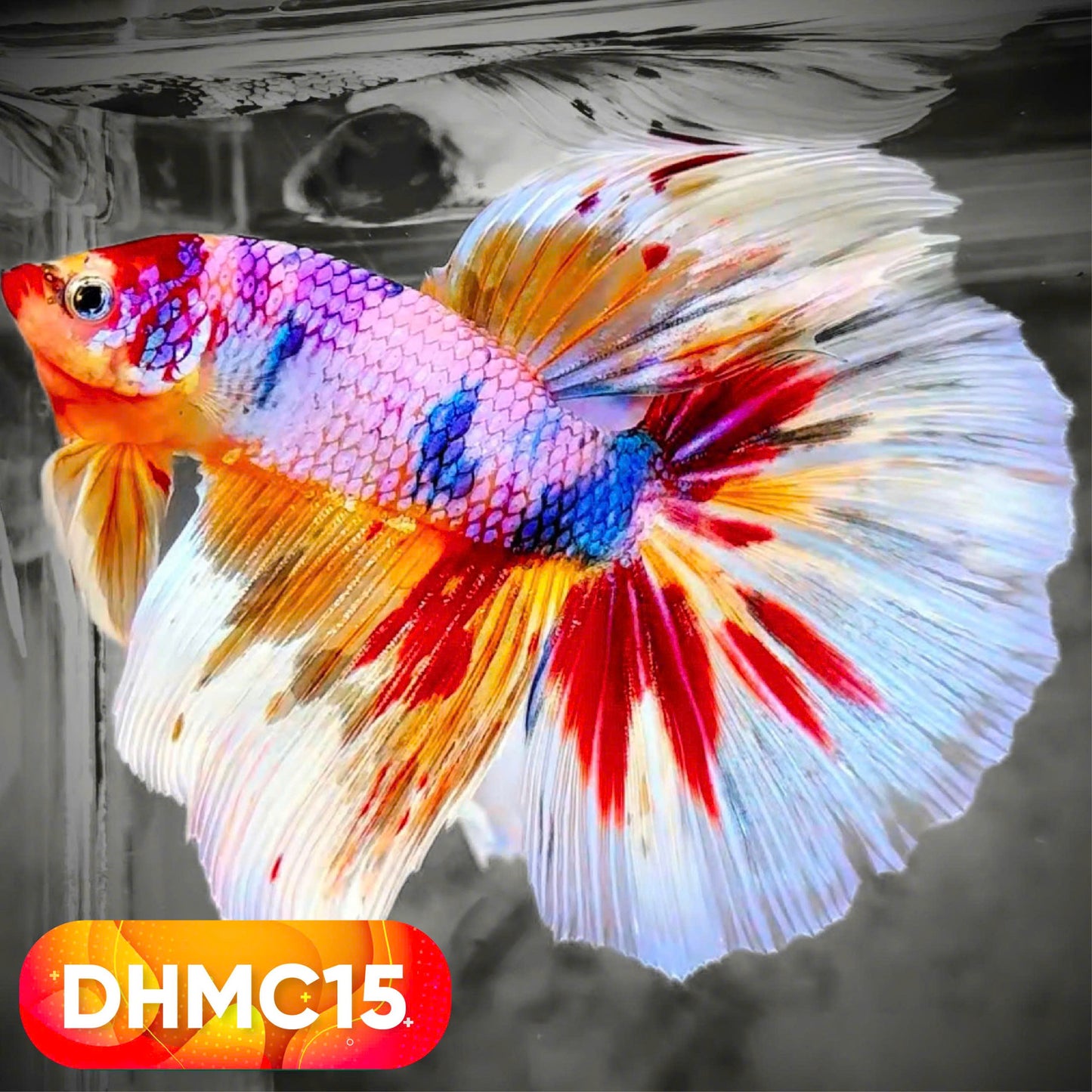 Multicolor Halfmoon Male Betta Fish | High Grade | Order Directly From Farm |  You Pick Fish |